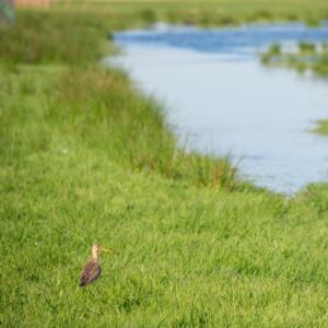 Waterland-Oost