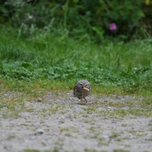 steenuil met sigarettenpeuk - foto door Cora Leihitu