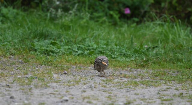 steenuil met sigarettenpeuk - foto door Cora Leihitu