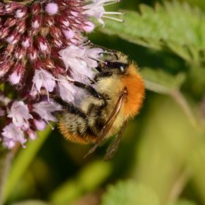 Hommel (foto Aaldrik Pot)