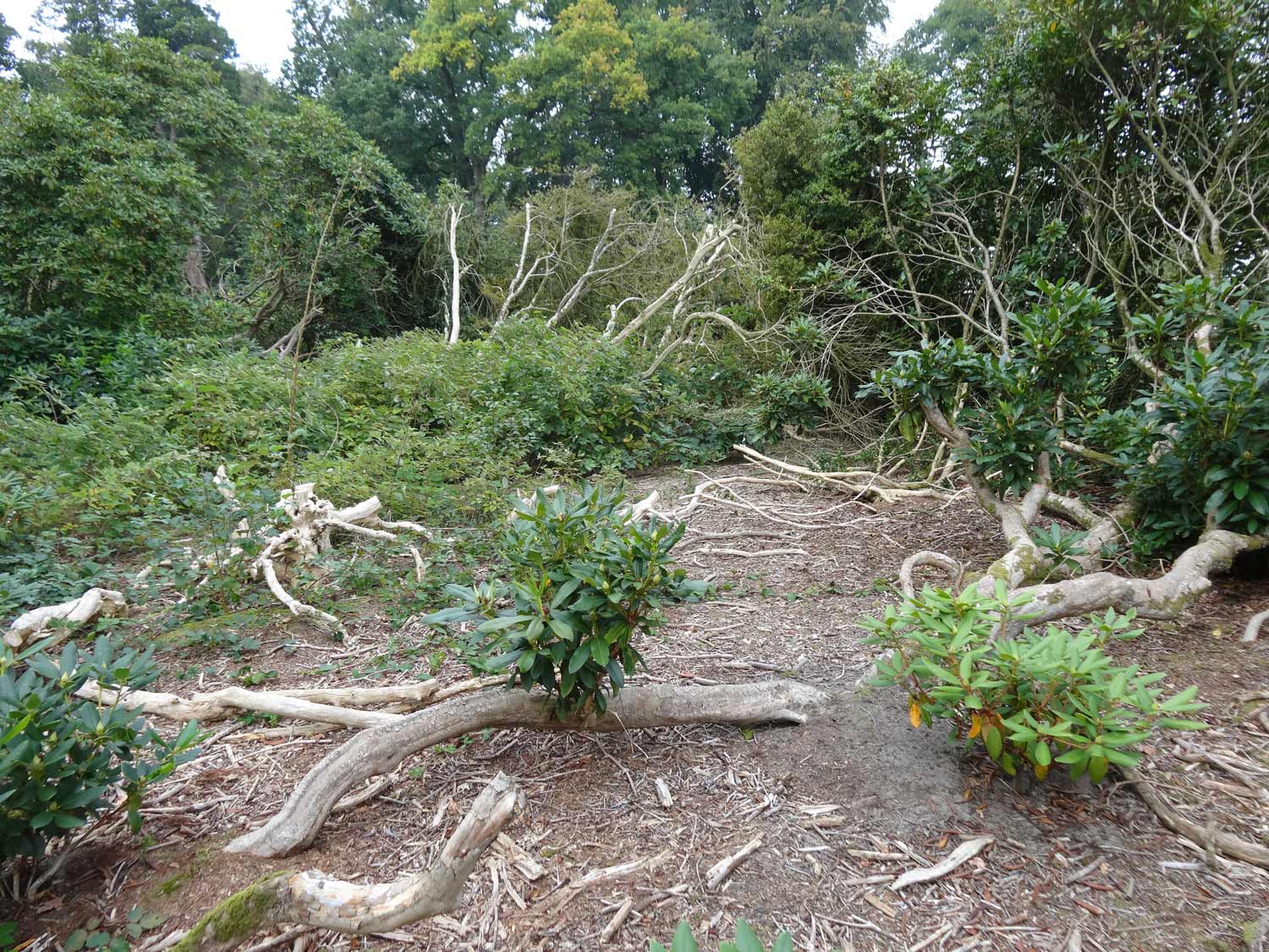 rododendron