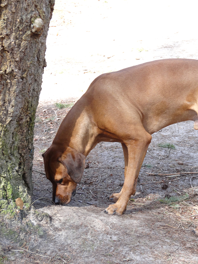 ridgeback