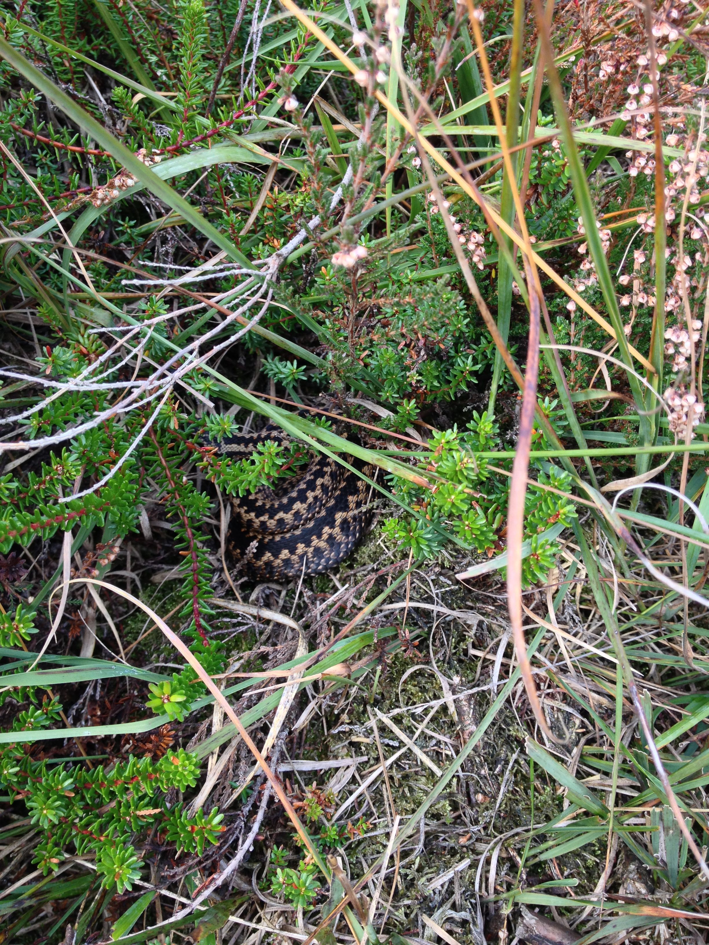 adder goed verstopt