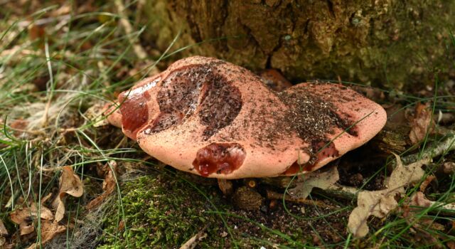 Biefstukzwammen zijn typische paddenstoelen aan de voet van een zomereik. In het midden zit een gat waarin je de parallelle tandafdrukken van een eekhoorn kunt zien. (Foto: Aaldrik Pot)