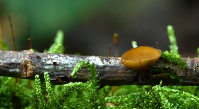 Het eikentakstromakelkje. Het woord stroma is een ander woord voor schimmelweefsel. (Foto: Aaldrik Pot)