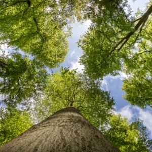 Loofbomen in de lente