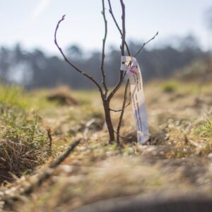 jonge aanplant nieuw bos