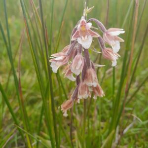 De moeraswesporchis is één van de bijzondere planten die in kwetsbaar gebied groeit.