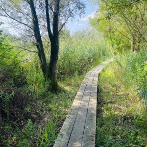 Plankenpad Bos op Houwingaham