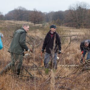 Vrijwilligers aan het werk op de heide voor Staatsbosbeheer