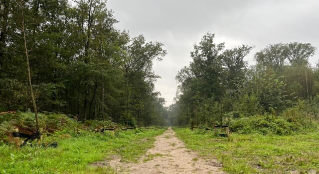 Al eerder dit jaar plantte Staatsbosbeheer lindes aan in het Ulvenhoutse bos (foto: Faysal Jerraoui).