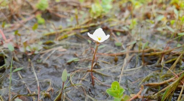 De zeer zeldzame drijvende waterweegbree profiteert van natuurherstel.