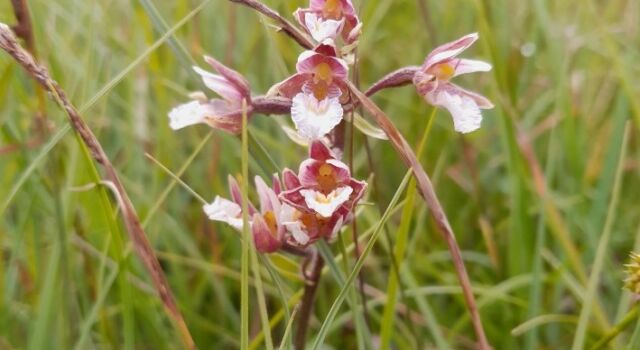 De moeraswespenorchis komt weer voor in het Merkske.