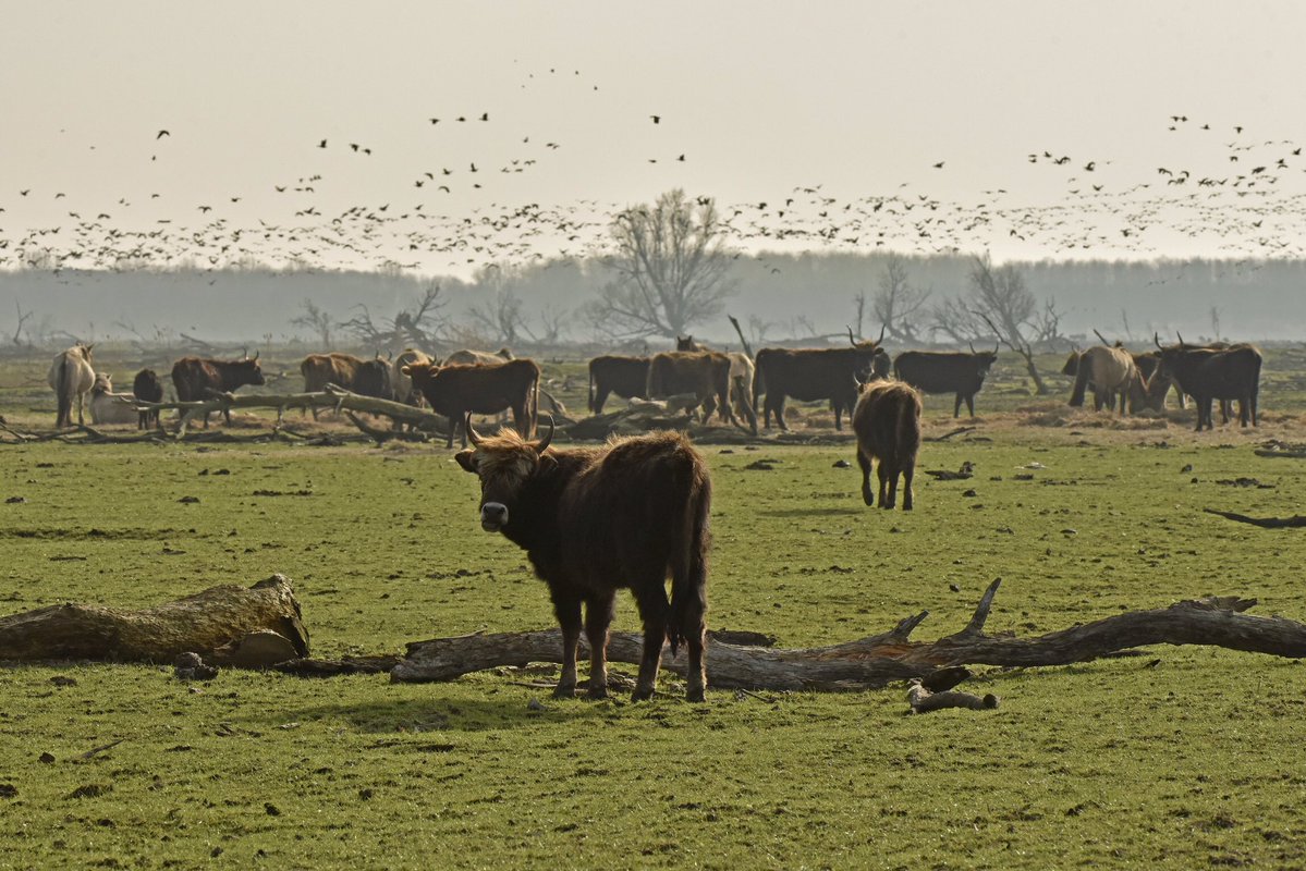 Midden april in de Oostvaardersplassen foto