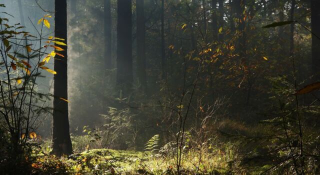 Groesbeekse Bos, foto: Twan Teunissen