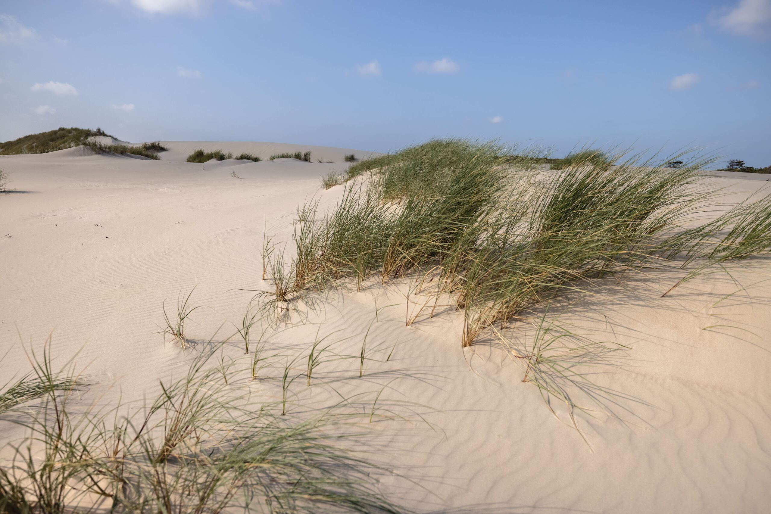 Het Zand Stuift In De Schoorlse Duinen Schoorlse Duinen