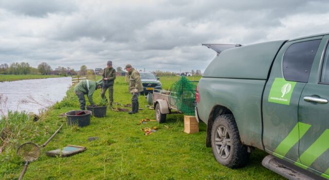 zwarte stern vlotjes voorbereiding